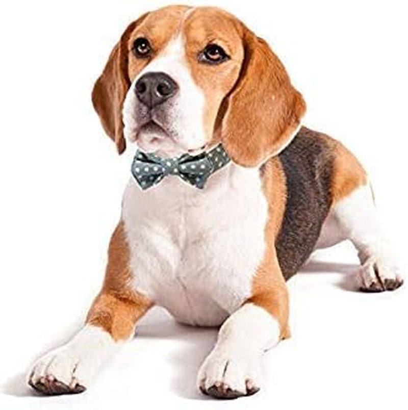 Kebs Kebocis Adjustable Polka Dot Dog Bow Tie Collar with Detachable Bowtie for Medium Dogs, Light Blue