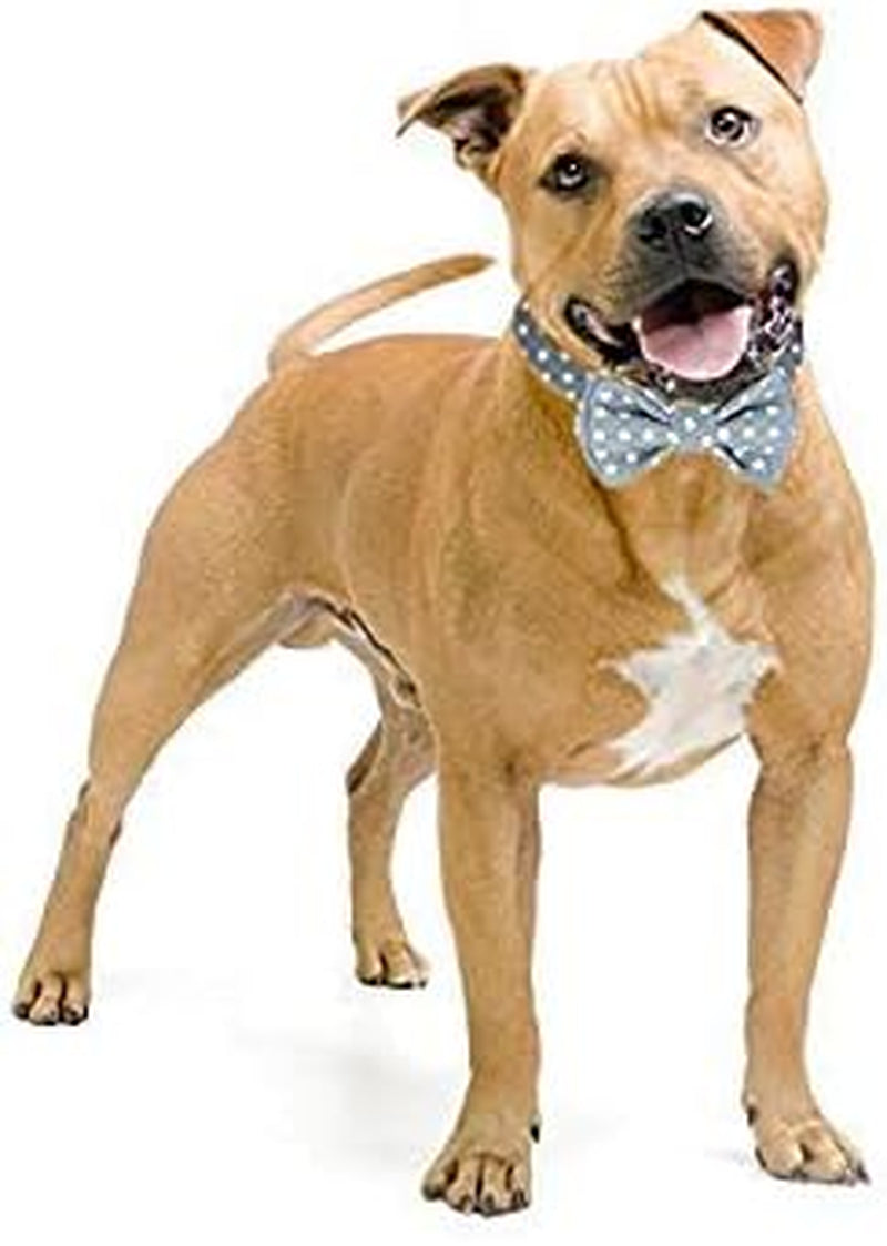 Kebs Kebocis Adjustable Polka Dot Dog Bow Tie Collar with Detachable Bowtie for Medium Dogs, Light Blue